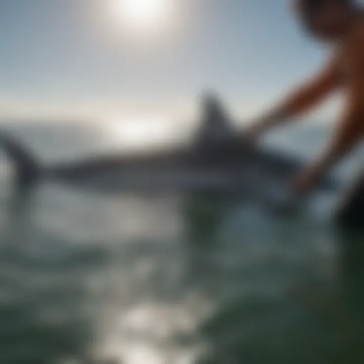 Conservationists releasing a tagged shark back into the ocean