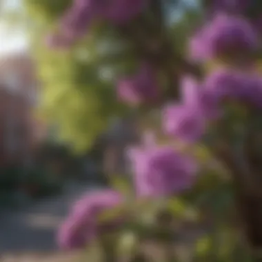 Vibrant Purple Blooms on a Part Shade Tree