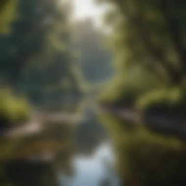 Riverbank Aquatic Ecosystem Support Tree-lined riverbank promoting aquatic ecosystem health