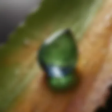 Glistening Droplet on Leaf