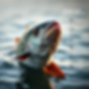 Commitment to Sustainability An infographic on sustainable fishing practices