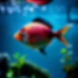 Where to Donate a Fish Tank: A Comprehensive Guide Introduction