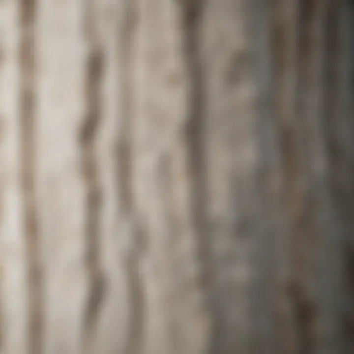 Detailed close-up of white ash tree bark texture