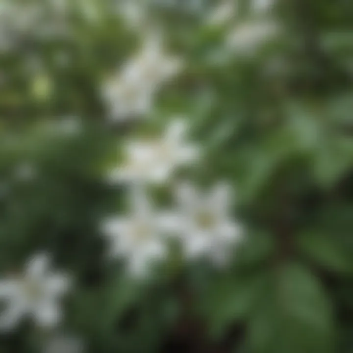 White Blossoms with Green Leaves