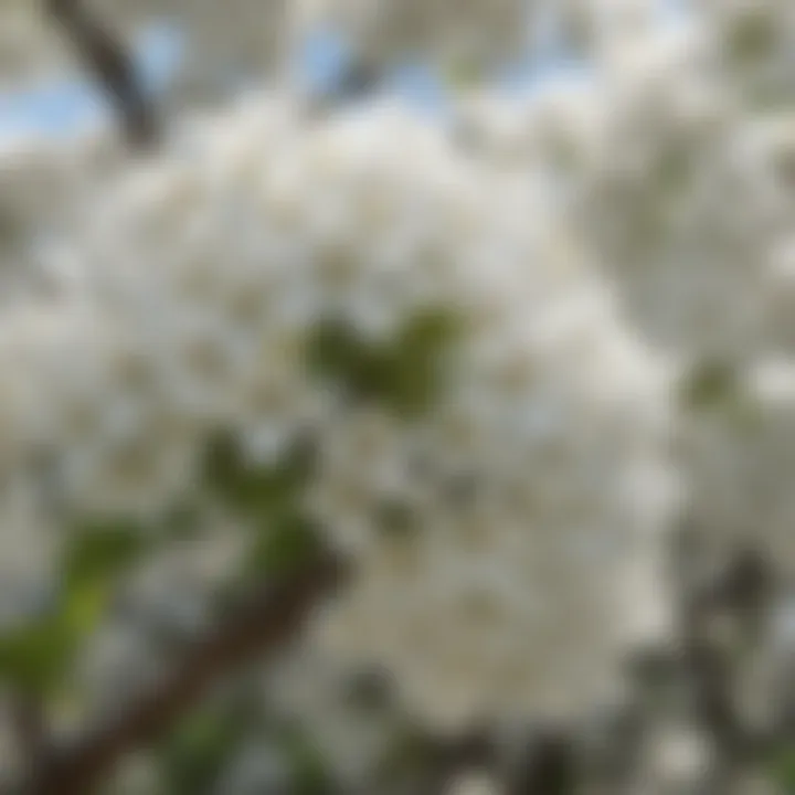 White Flowering Tree Close-Up