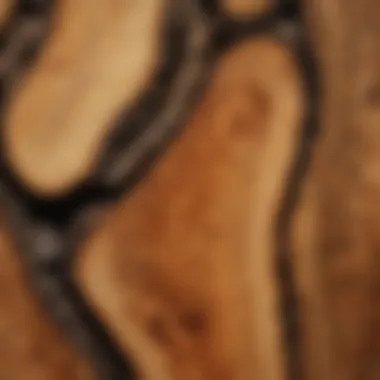 Wood Grain Close-Up